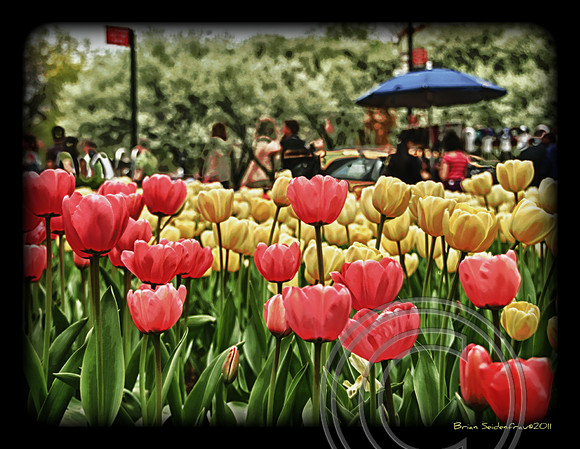 Tulips in NYC
