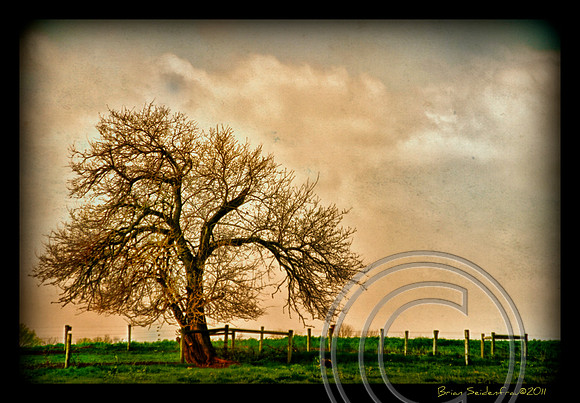 Lonesome Tree